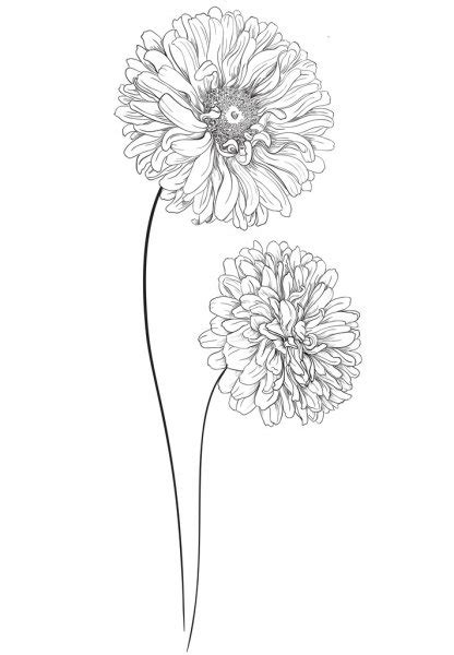 Flower Hand Drawn Aster — Stock Vector © Marina99 39643119