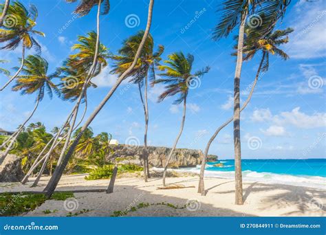 bottom bay beach in barbados stock image image of paradise scenic 270844911