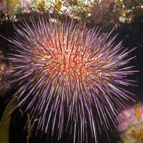 Red Urchin Heliocidaris Erythrogramman Marine World Aquatics