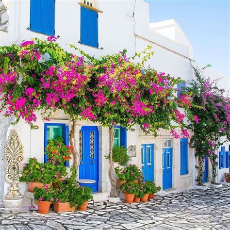 Untitled Greece Beautiful Bouquet Of Flowers Bougainvillea