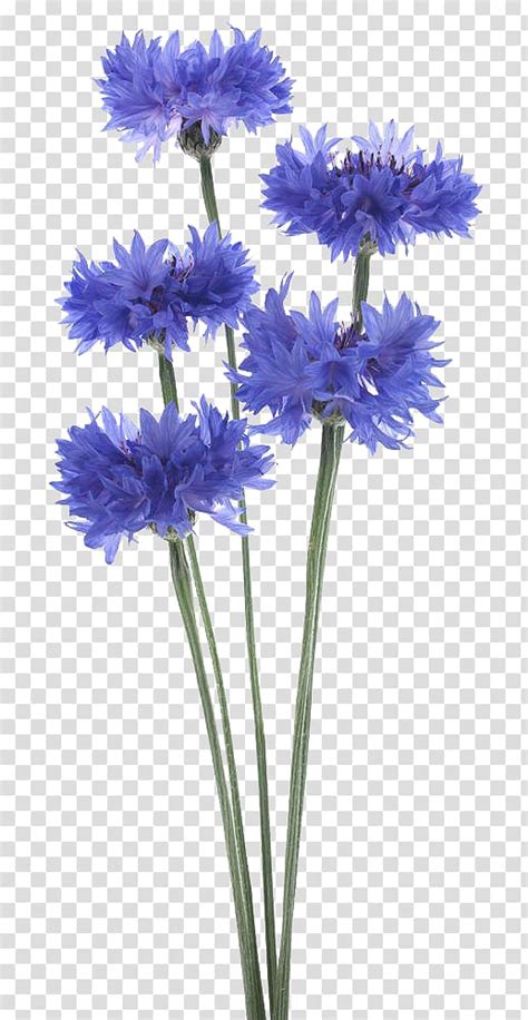 A bunch of cornflower high-definition transparent background PNG ...