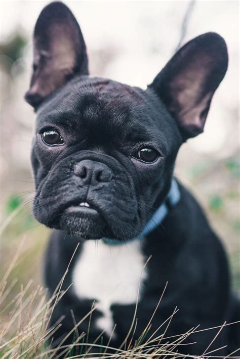 25 French Bulldogs Cute And Cuddly Talk To Dogs
