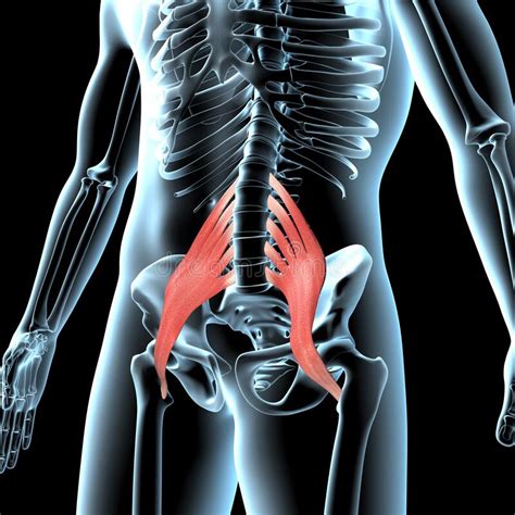 Human Psoas Major Muscles On Xray Body Stock Illustration
