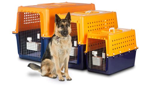 See more of pet transport services on facebook. Info On Air Travel For Your Dog | Sick pets, Pet travel ...