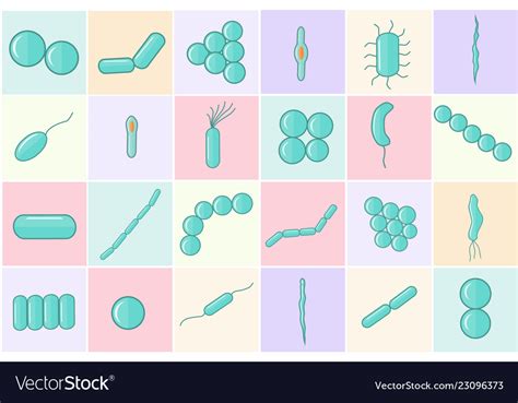 Shapes Of Bacteria