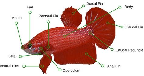 Betta Fish Anatomy Fish Anatomy Betta Beta Fish Care