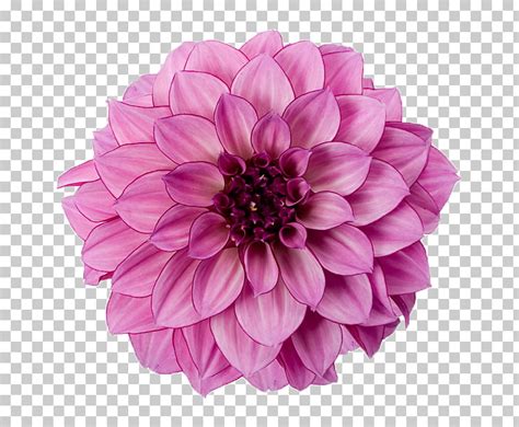 Free Dahlia Cliparts Download Free Dahlia Cliparts Png Images Free