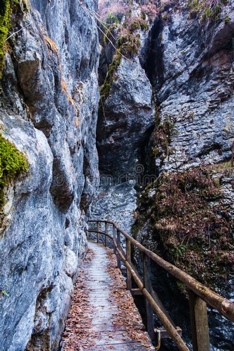 Over 406 holiday rentals with reviews for short & long. Pokljuka gorge near Bled stock image. Image of park ...
