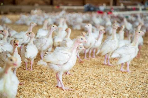 Poultry Farming In The Philippines How To Start Breeds Subsidy