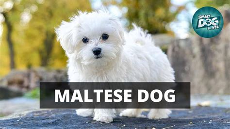 10 Guidance Tips For Maltese Dog Owners Complete Guide For Maltese
