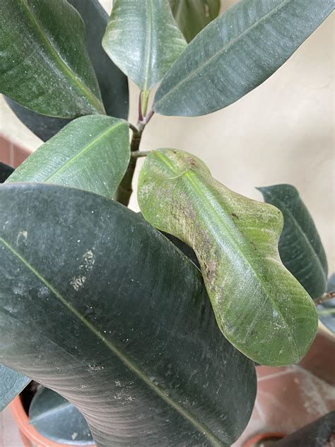 Whats Wrong With My Rubber Plant Plantclinic