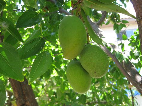 Mango fruits and farmers inspecting a mango tree. There's a Potential Mango Tree in Every Mango - The ...