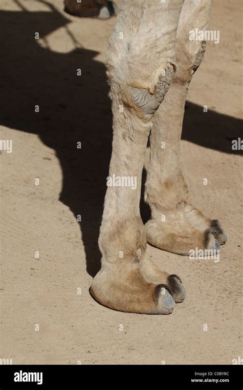 Camel Toe Banque De Photographies Et Dimages à Haute Résolution Alamy