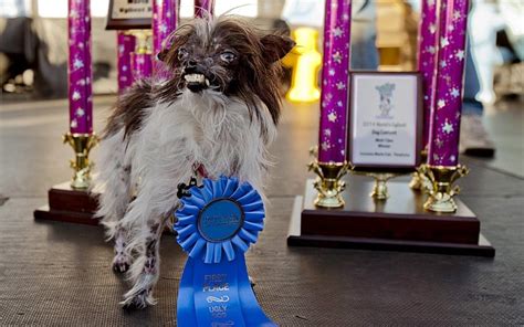 In Pictures The 2014 Worlds Ugliest Dog Contest