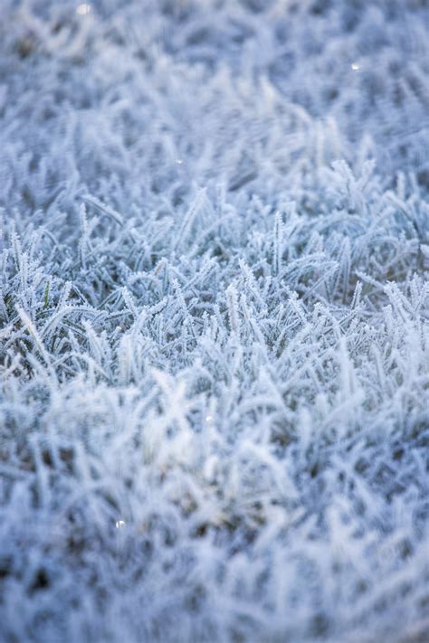 Winter Grass Free Stock Photo Public Domain Pictures