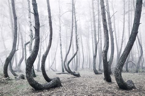 Kilian Schoenbergers Photos Of Europes Crooked Forest