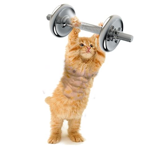Fitness Cat Gym Dumbbell Freetoedit Sticker By Ffelixina