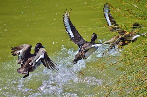Migratory Game Bird Hunting Permits Now Available For Upcoming Season