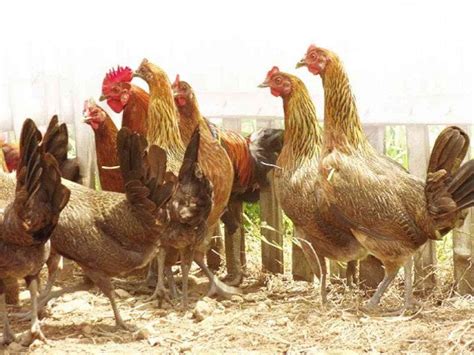 Native Chicken Series Backyard Poultry Farming