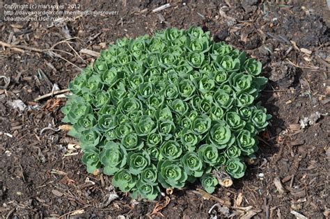 Sedum autumn fire plants for sale online. PlantFiles Pictures: Sedum, Showy Stonecrop 'Autumn Fire ...