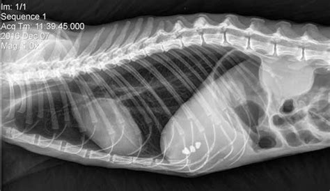 Learn How To Read A Cat X Ray Long Beach Animal Hospital Thoracic