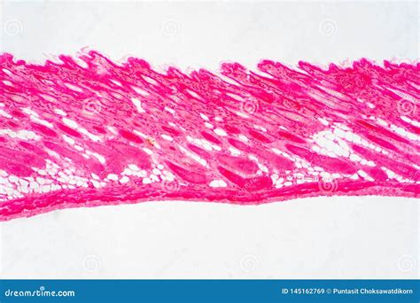 Tissu Humain En Coupe De Peau Sous La Vue De Microscope Illustration