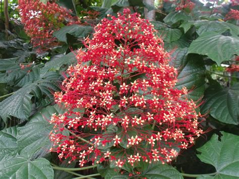 Geiger tree is very drought and salt tolerant and makes a great courtyard tree or small space garden tree due to its slow. HeyPlantMan! Exotic Tropical Plants from St. Pete FL: June ...