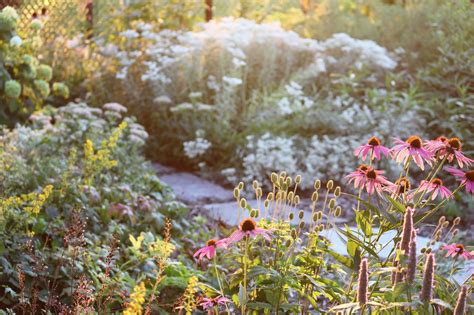 6 Tips For Rewilding Your Home Garden And Yard