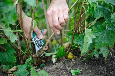 How To Prune Your Plants Pruning Plants Plants Prune