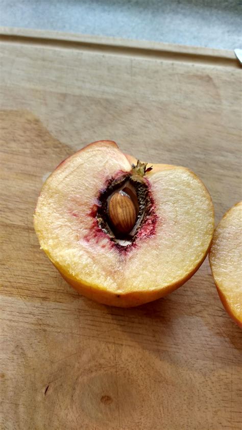 This peach seed looks like an almond : mildlyinteresting