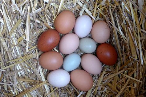 Des œufs tout frais Poule Poule oeuf Poules et poussins