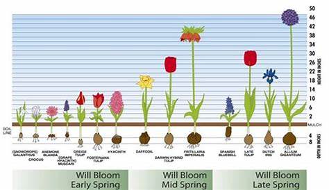 Bulb: Bloom Time | Boerderij tuin, Tuinonderhoud, Tuin
