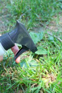 Unfortunately, killing quackgrass is not as easy as simply spraying an herbicide. Quackgrass Killer Recipe That is Pet Safe and Effective