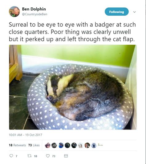 The Moment Pet Sitter Finds A Badger Sleeping In The Cats Basket