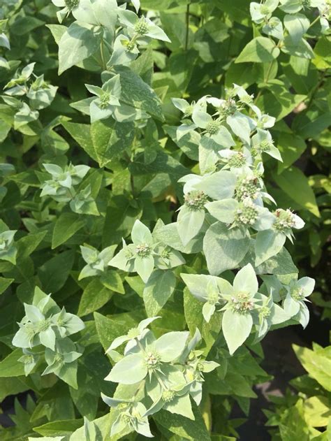 Mountain Mint Pycanthemum Incanum Native To The Southeast Smells