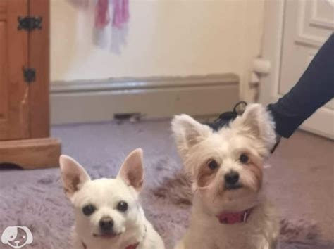 Bichon X Chihuahua And Chihuahua X Jack Russel In Mountain Ash Cf45 On