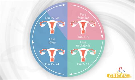 Ciclo Menstrual O Que E Quais S O Suas Fases Cl Nica Origen