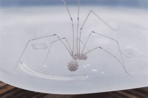 Types Of White Spiders In The House How To Get Rid Of Them