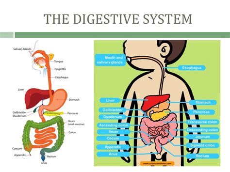 Diseases In The Digestive System Student Nurses