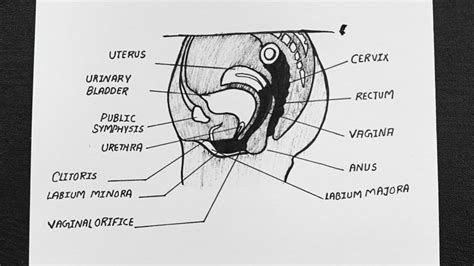 Diagram Of Sectional View Of Female Pelvis Showing Reproduction System