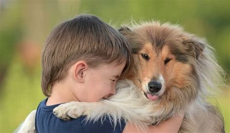 14 Reasons Collies Are Not The Friendly Dogs Everyone Says They Are