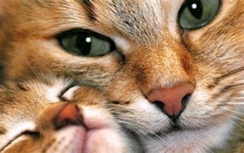 Cats And Kittens On Instagram 5th April 2016 We Love Cats And Kittens