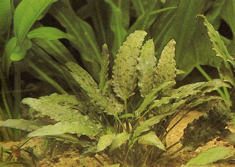 More details | add to compare; Cryptocoryne x purpurea : Neue und besondere ...