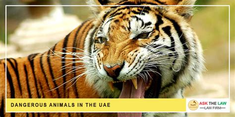 Dangerous Animals In The Uae Federal Law 22 Of 2016 Ask The Law