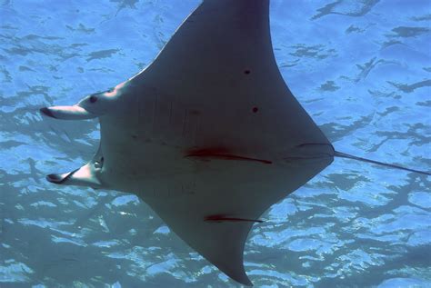 Manta Ray Underwater Fish Ocean Conservation Manta Ray
