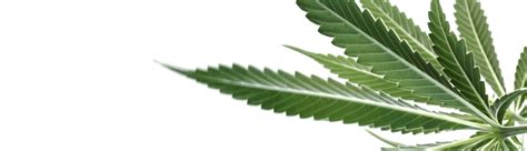 Für eine erfolgreiche ernte sollte man das genaue datum kennen, an dem die pflanzen die blüte eingeleitet haben. Erntezeitpunkt, Ernte & Trocknen von Hanf (Cannabis ...