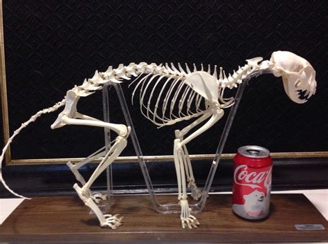 Our cat was not impressed with the curious young bobcat wandering around our deck at cedar springs bed and breakfast, whistler. Beautiful Cat Skeleton Oddity Taxidermy /fox/lion/cat ...
