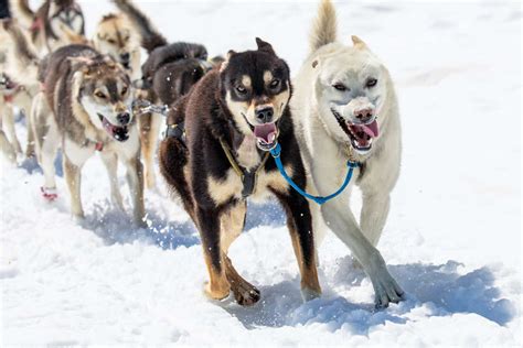 Best Dog Sledding In Alaska A Dog Sledding Guide In Juneau And Anchorage