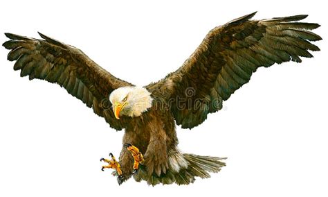 Bald Eagle Fly Landing Vector Stock Vector Illustration Of Draw