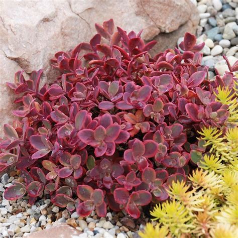 Hardy Succulent Sedum Collection Pack Of Five Evergreen Hardy Plants Perfect Ground Cover